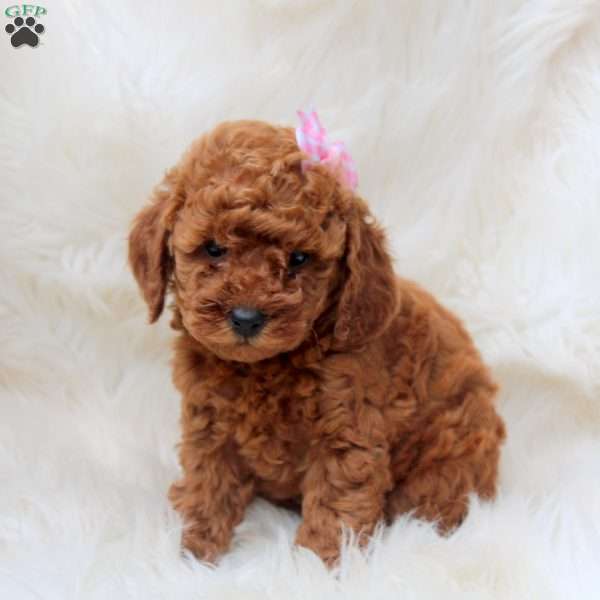 Jess, Toy Poodle Puppy