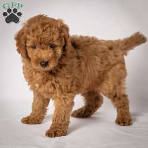 Jessie, Mini Goldendoodle Puppy