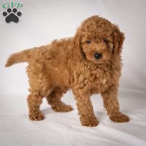 Jessie, Mini Goldendoodle Puppy