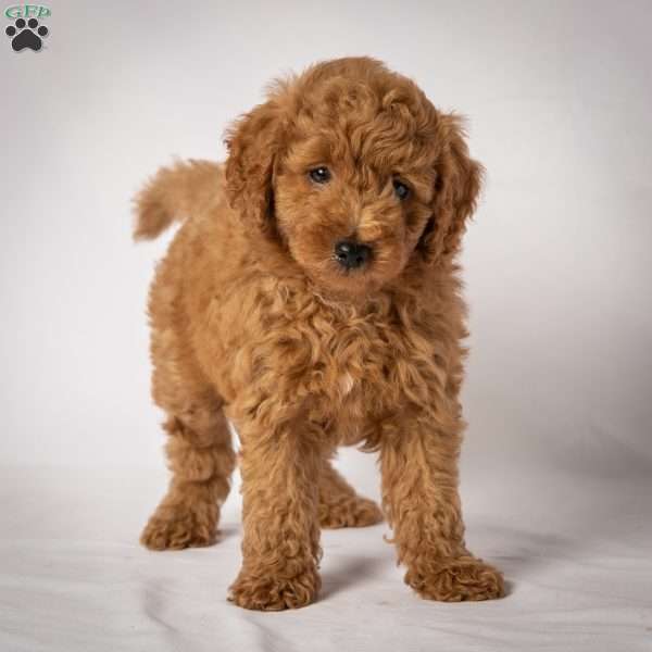 Jessie, Mini Goldendoodle Puppy