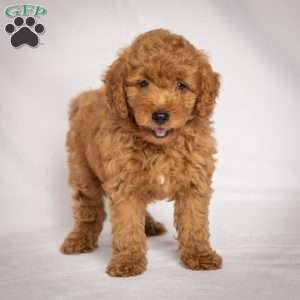 Jessie, Mini Goldendoodle Puppy