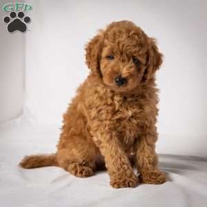 Jessie, Mini Goldendoodle Puppy