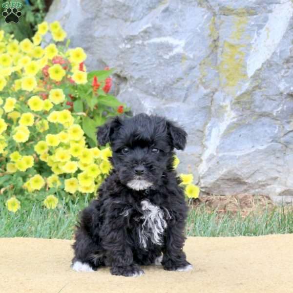 Jessie, Mini Schnoodle Puppy