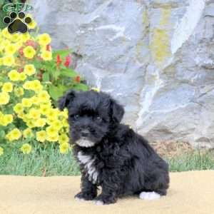 Jessie, Mini Schnoodle Puppy