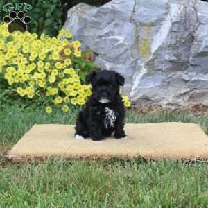 Jessie, Mini Schnoodle Puppy