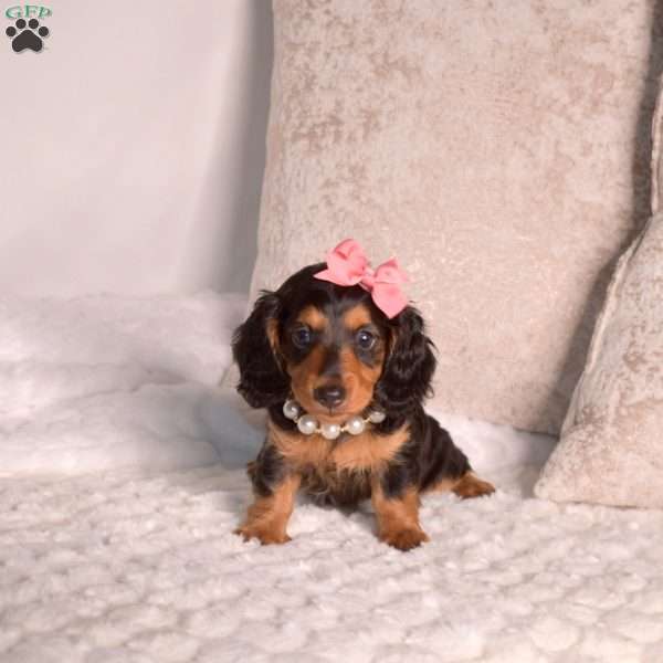 Jewel-Mini, Dachshund Puppy