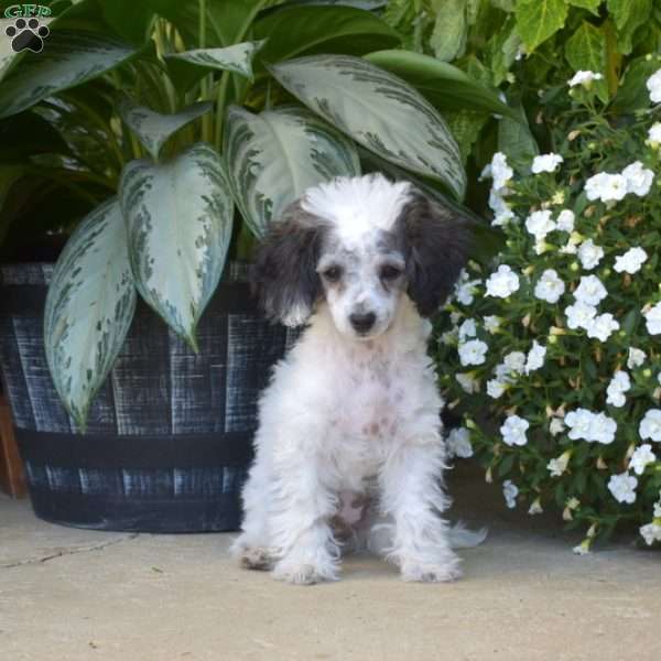 Jewel, Bich-Poo Puppy