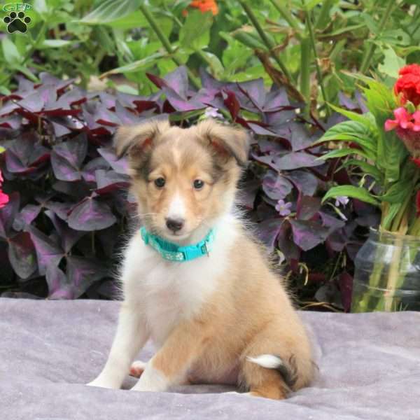 Jewel, Sheltie Puppy