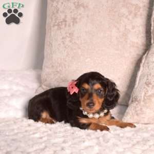 Jewel-Mini, Dachshund Puppy