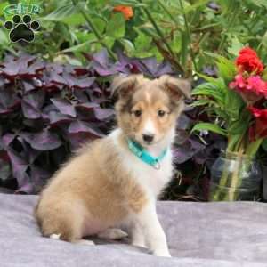 Jewel, Sheltie Puppy
