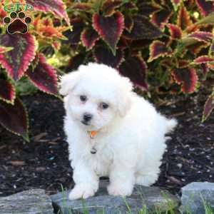 Jewel, Bichon Frise Puppy