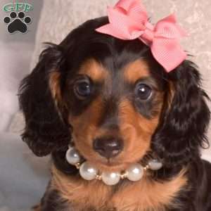 Jewel-Mini, Dachshund Puppy