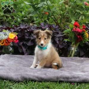 Jewel, Sheltie Puppy