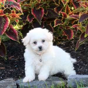 Jewel, Bichon Frise Puppy