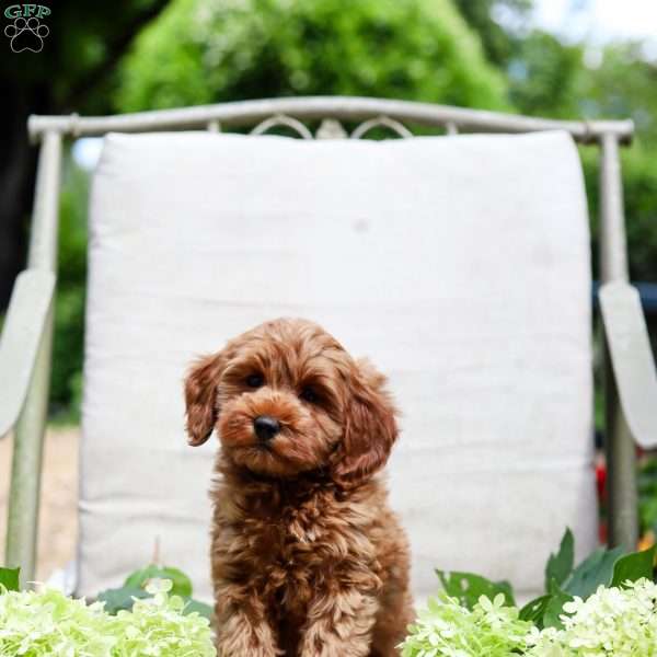 Jewel, Goldendoodle Puppy