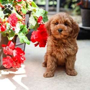 Jewel, Goldendoodle Puppy