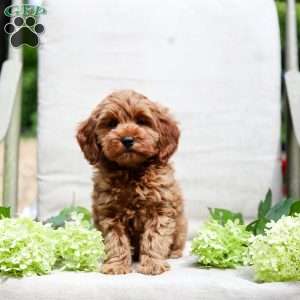Jewel, Goldendoodle Puppy