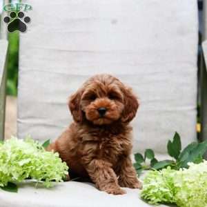 Jewel, Goldendoodle Puppy