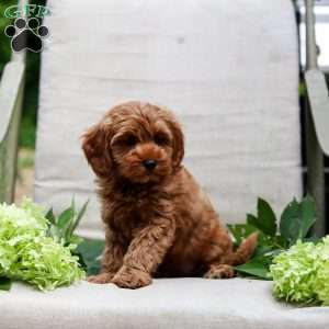 Jewel, Goldendoodle Puppy