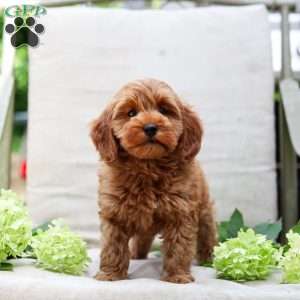 Jewel, Goldendoodle Puppy