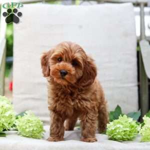 Jewel, Goldendoodle Puppy