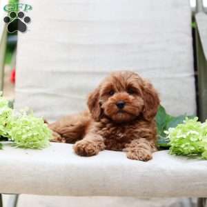 Jewel, Goldendoodle Puppy