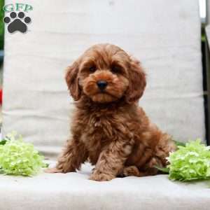 Jewel, Goldendoodle Puppy