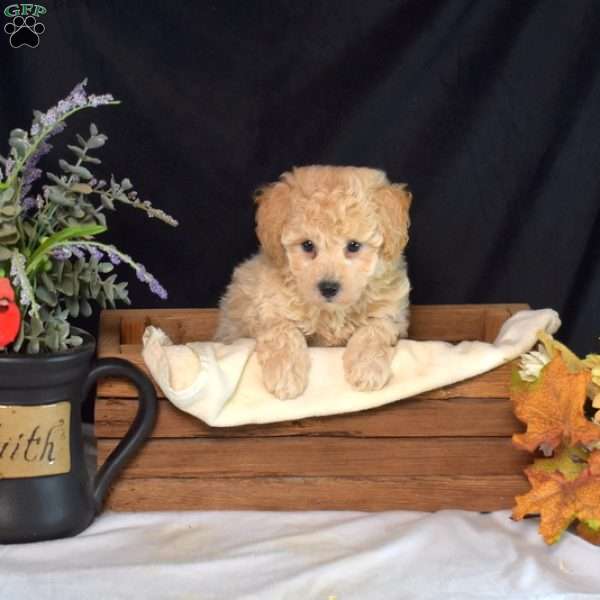 Jiffy, Bich-Poo Puppy