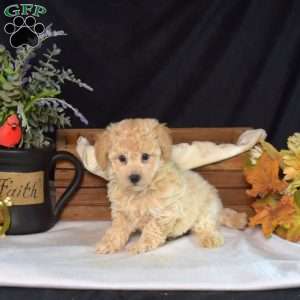 Jiffy, Bich-Poo Puppy