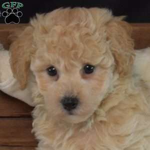 Jiffy, Bich-Poo Puppy