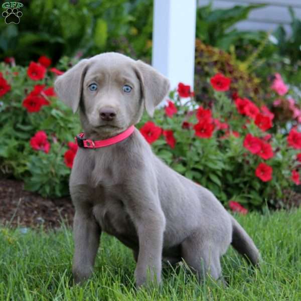 Jiffy, Silver Labrador Retriever Puppy