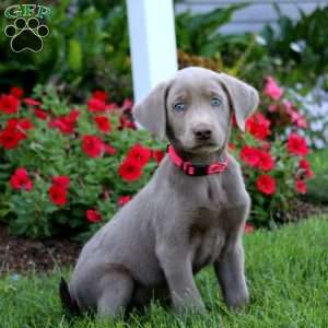 Jiffy, Silver Labrador Retriever Puppy
