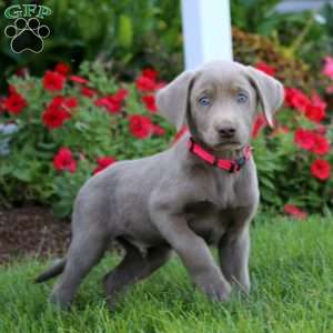 Jiffy, Silver Labrador Retriever Puppy