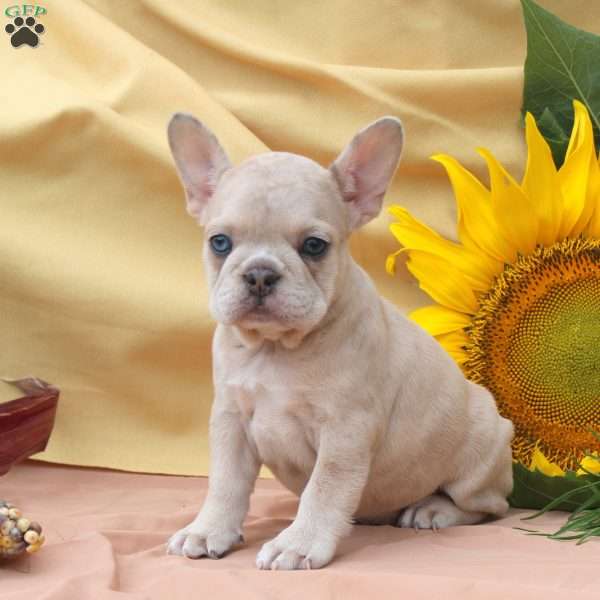 Jill, Frenchton Puppy