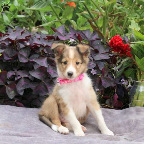 Jill, Sheltie Puppy
