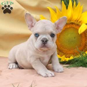 Jill, Frenchton Puppy