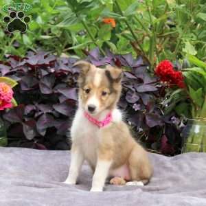 Jill, Sheltie Puppy