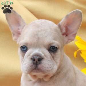 Jill, Frenchton Puppy