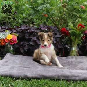 Jill, Sheltie Puppy