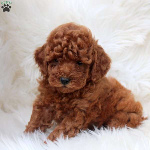 Jimmy, Toy Poodle Puppy