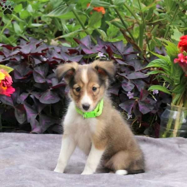 Joanna, Sheltie Puppy