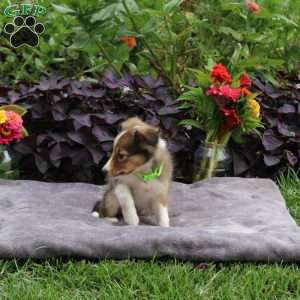 Joanna, Sheltie Puppy