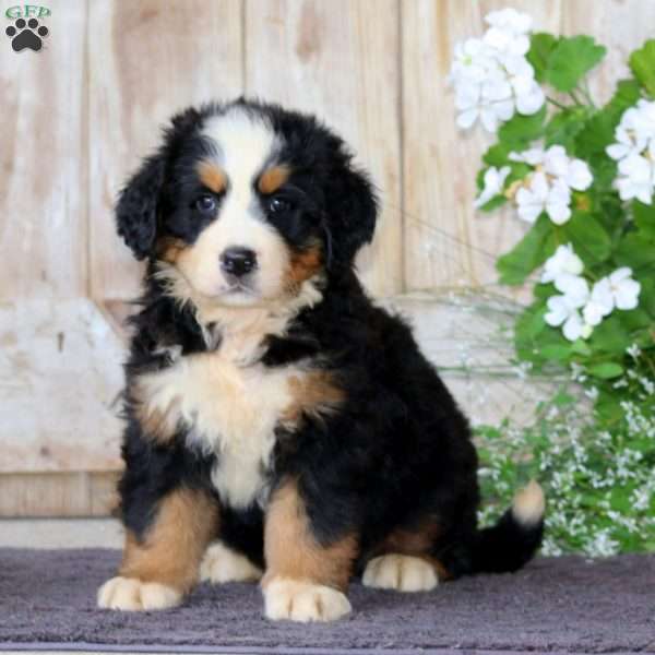 Jodi, Bernese Mountain Dog Puppy
