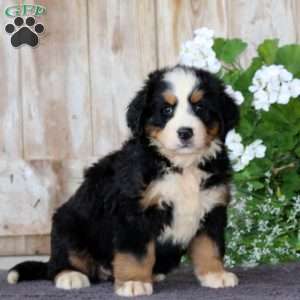 Jodi, Bernese Mountain Dog Puppy