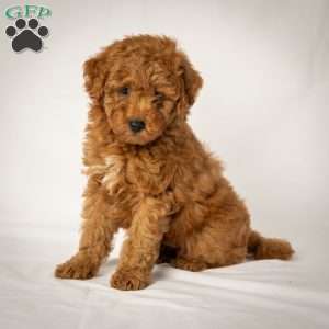Joe, Mini Goldendoodle Puppy