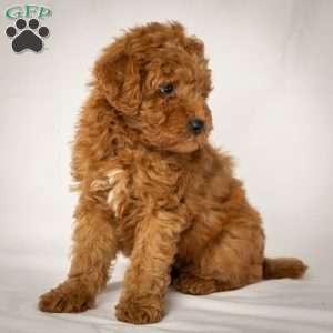 Joe, Mini Goldendoodle Puppy