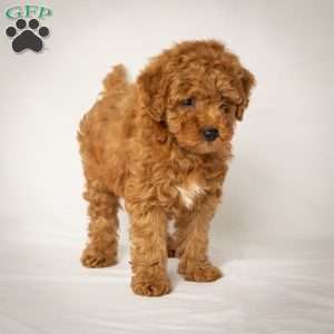 Joe, Mini Goldendoodle Puppy