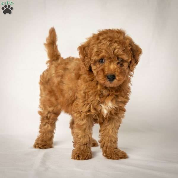Joe, Mini Goldendoodle Puppy