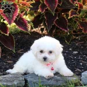 Joelle, Bichon Frise Puppy