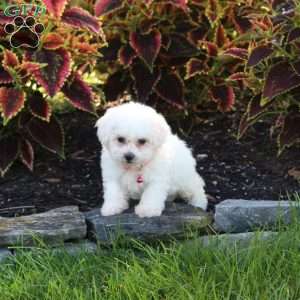Joelle, Bichon Frise Puppy